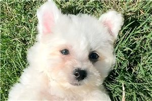 Aimee - Bichon Frise for sale