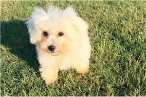 Aimee - Bichon Frise for sale