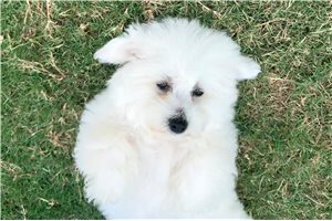 Anya - Bichon Frise for sale