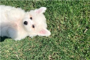 Allyson - Bichon Frise for sale
