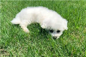 Anya - Bichon Frise for sale