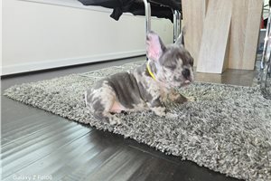 Trevor - French Bulldog for sale