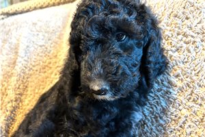 April - Poodle, Standard for sale