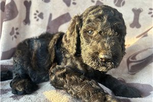 Aster - Poodle, Standard for sale