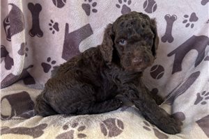 Alvin - puppy for sale