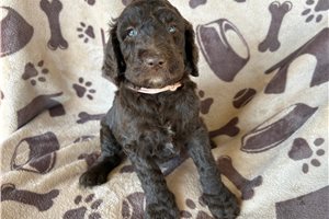 Alexandria - puppy for sale