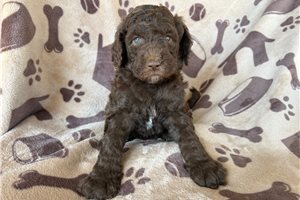 Athena - puppy for sale