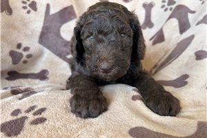 Ashley - Poodle, Standard for sale