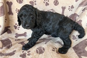 Alara - Poodle, Standard for sale