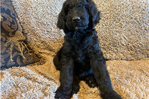 Arnold - Poodle, Standard for sale