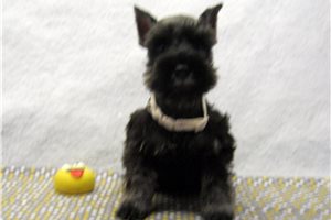 Margot - puppy for sale