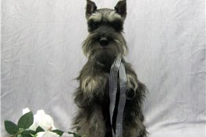 Bonnie - Schnauzer, Miniature for sale