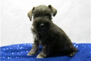 Ghost - puppy for sale