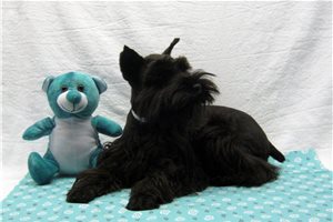 Carla - Schnauzer, Miniature for sale