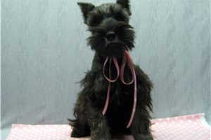 Mariah - Schnauzer, Miniature for sale