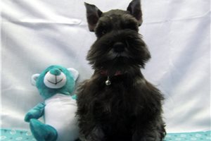 Carlito - Schnauzer, Miniature for sale