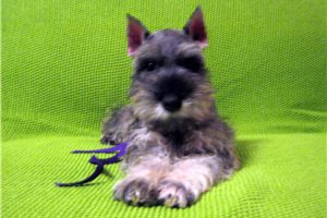 Naomi - puppy for sale