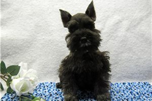 Carlito - Schnauzer, Miniature for sale