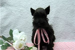 Carmela - puppy for sale