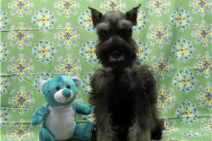 Marvin - Schnauzer, Miniature for sale