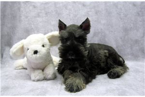 Norm - puppy for sale