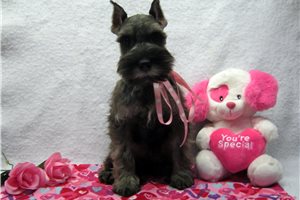 Gemini - Schnauzer, Miniature for sale