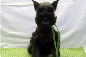 Mariah - Miniature Schnauzer for sale