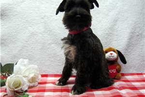 Bertrand - Schnauzer, Miniature for sale