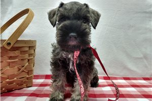 Miley - Miniature Schnauzer for sale