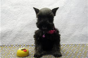 Mariah - puppy for sale