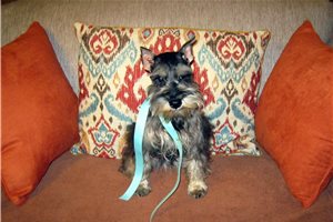 Aurora - Schnauzer, Miniature for sale
