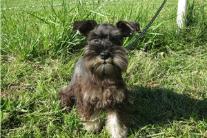 Cedric - Schnauzer, Miniature for sale