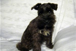 Bertrand - Schnauzer, Miniature for sale