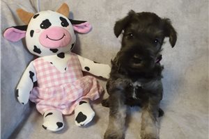 Miley - Schnauzer, Miniature for sale