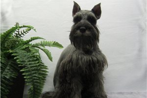 Calvin - Schnauzer, Miniature for sale