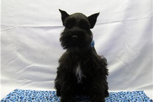 Sebastian - Schnauzer, Miniature for sale