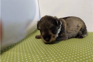 Nick - puppy for sale