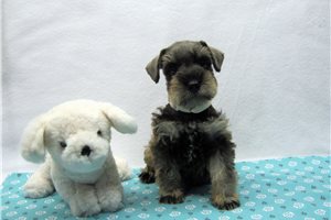 Nigel - Schnauzer, Miniature for sale