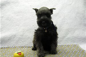 Marvin - Schnauzer, Miniature for sale