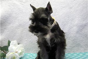 Gyro - Schnauzer, Miniature for sale