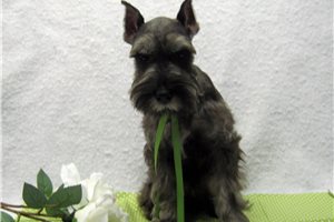 Gemini - Schnauzer, Miniature for sale