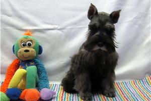 Calvin - puppy for sale