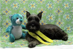 Mariah - Schnauzer, Miniature for sale