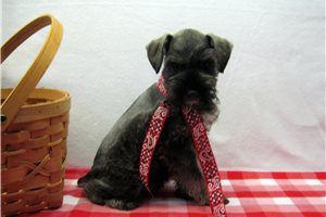 Miley - Schnauzer, Miniature for sale