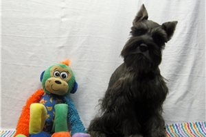 Calvin - Schnauzer, Miniature for sale