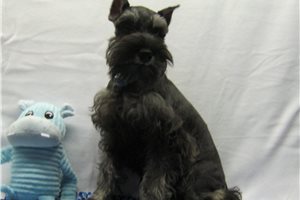 Marvin - Schnauzer, Miniature for sale