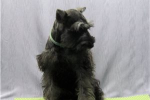 Marvin - Schnauzer, Miniature for sale