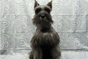 Calvin - Schnauzer, Miniature for sale