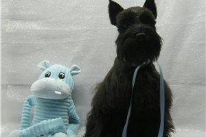 Carla - Schnauzer, Miniature for sale