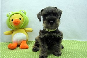 Nick - Schnauzer, Miniature for sale